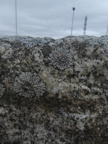 Blue-gray Rosette Lichen