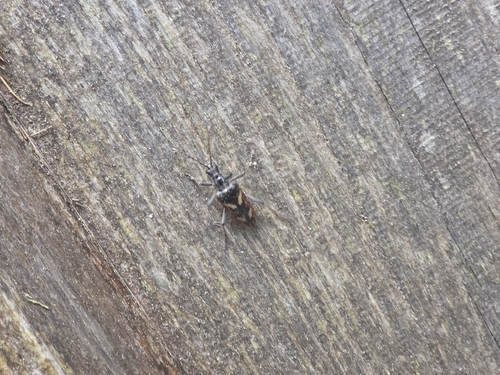 Two-banded Longhorn Beetle