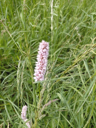 common bistort