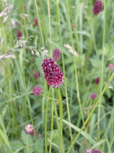 Great burnet