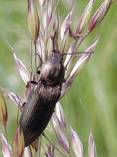pectinate click beetle