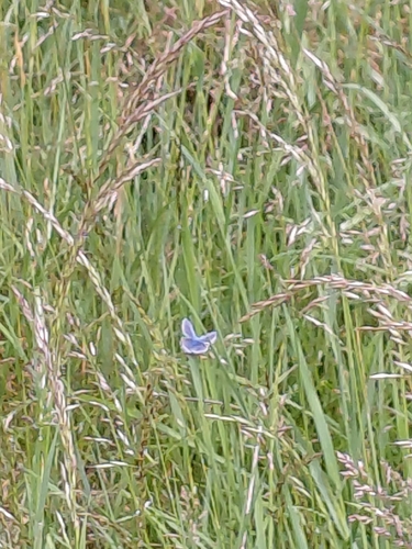 Common Blue