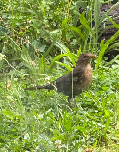 Eurasian Blackbird