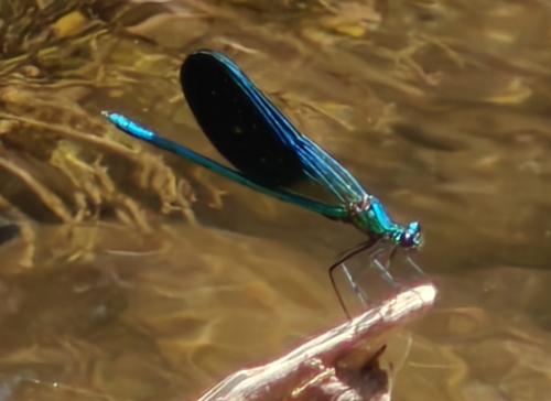 Banded Demoiselle
