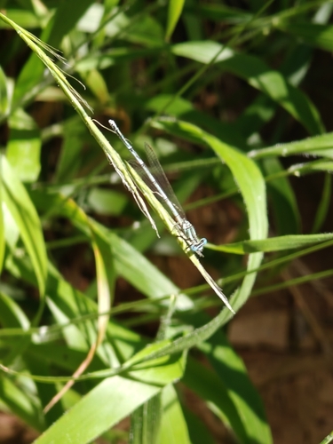 Blue Featherleg