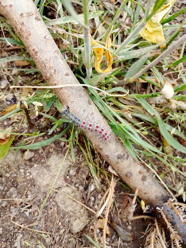 Spongy Moth