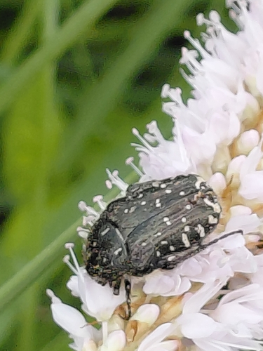 Mediterranean Spotted Chafer