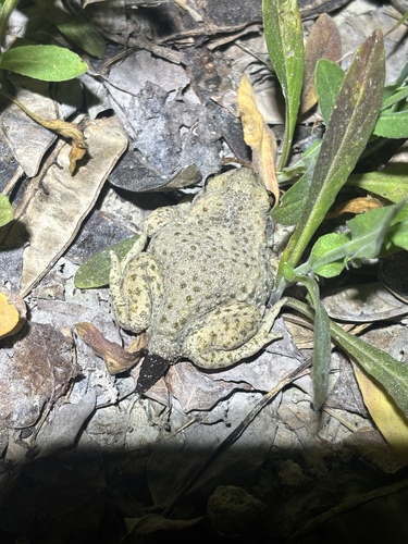 Common Midwife Toad