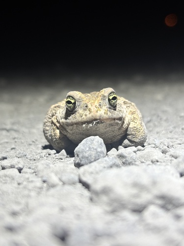 Natterjack Toad