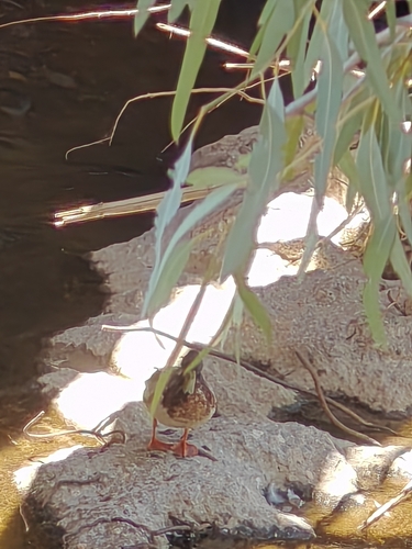 Mallard
