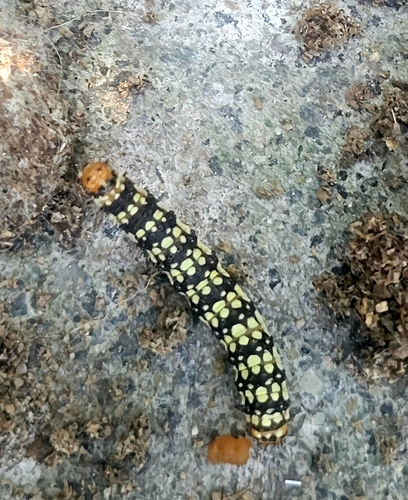 Lily Borer