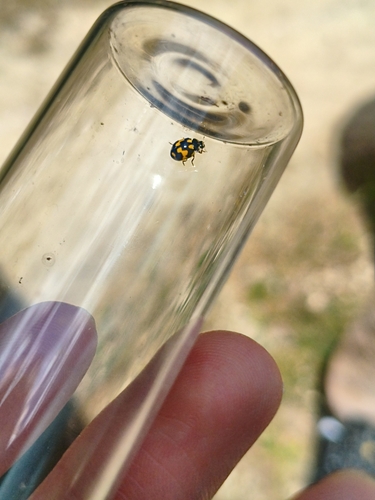 Fourteen-spotted Lady Beetle