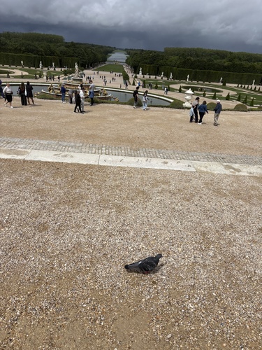 Feral Pigeon