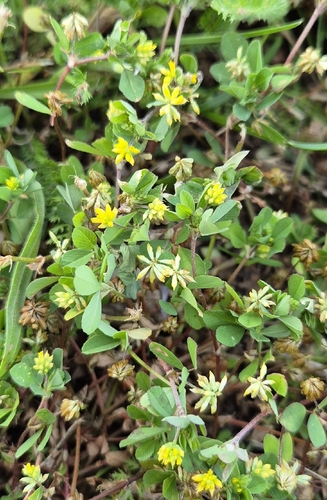 Lesser hop trefoil