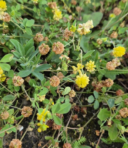 hop trefoil