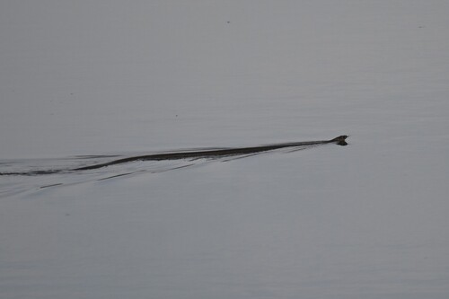 Indo-Chinese Rat Snake