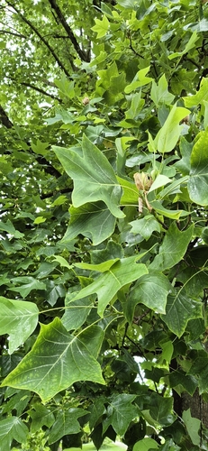 American tuliptree