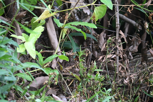 Indo-Chinese Rat Snake