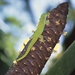 Seychelles Giant Day Gecko - Photo (c) Emmanuel Van Heygen, all rights reserved, uploaded by Emmanuel Van Heygen