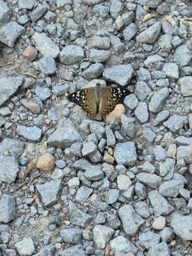 Hackberry Emperor