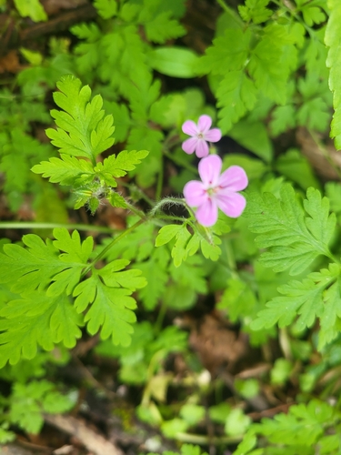 Herb Robert