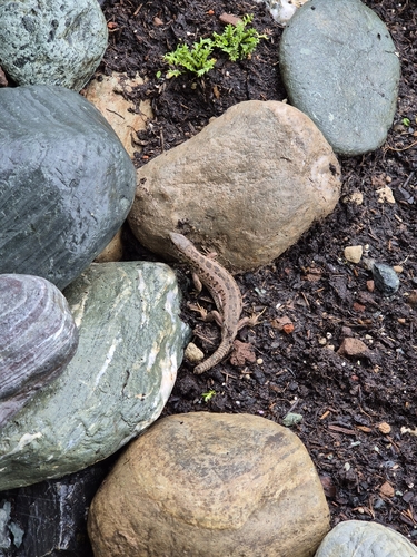 Sand Lizard