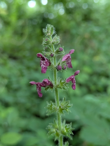 hedge woundwort