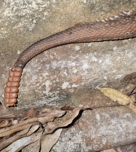 Neotropical Rattlesnake