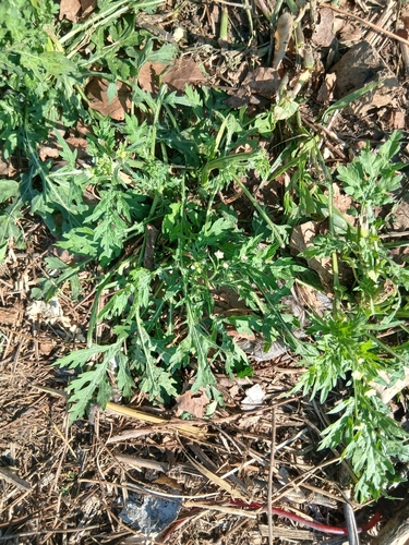 Santa Maria feverfew