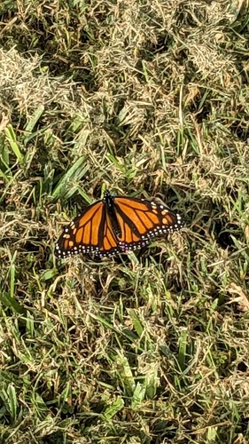 Monarch