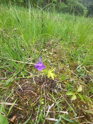 Common Butterwort