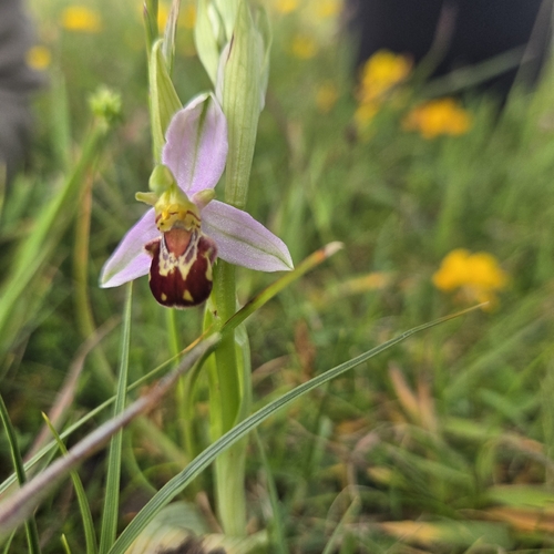 Bee Orchid