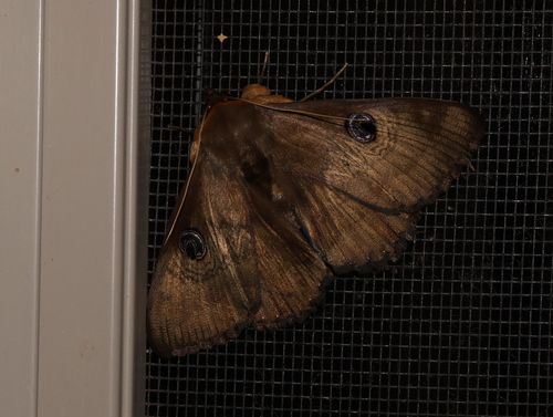 Southern Moon Moth