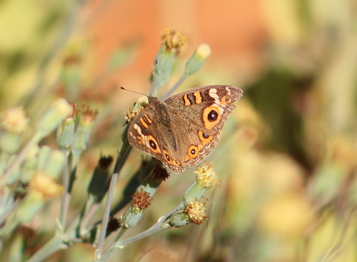 Meadow Argus