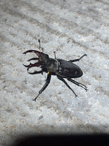 European Stag Beetle
