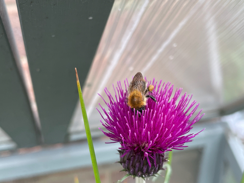 Common Carder Bumble Bee
