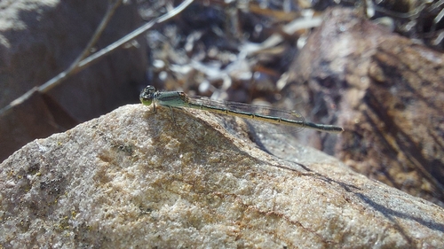 Aurora Bluetail
