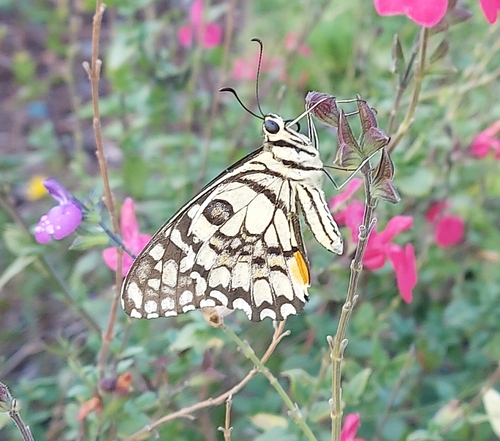 Lime Swallowtail