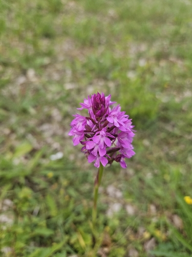 pyramidal orchid