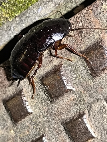 Oriental Cockroach