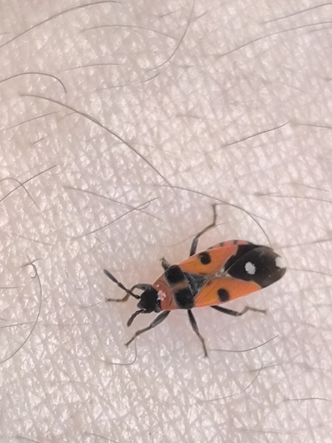 Horvathiolus superbus