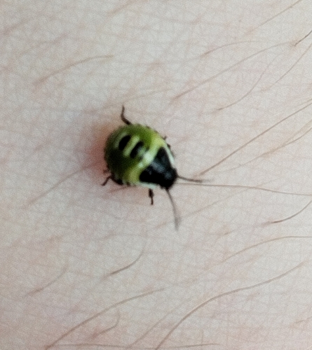 Green Shield Bug