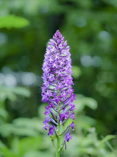 pyramidal orchid