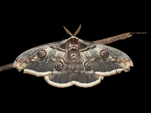 Giant Peacock Moth
