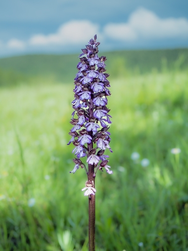 Lady Orchid