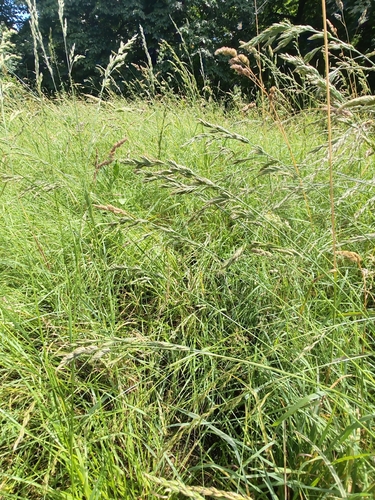 tall fescue