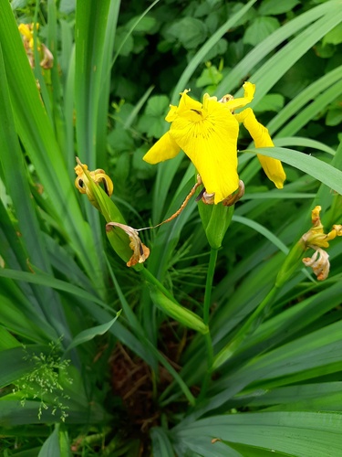 Yellow Iris