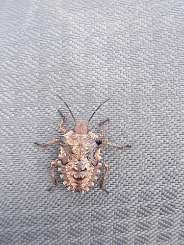 Forest Bug