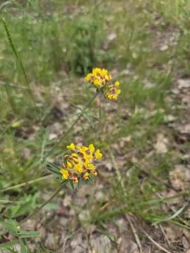 Common Kidney-Vetch