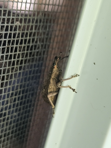 Broad-nosed Weevils